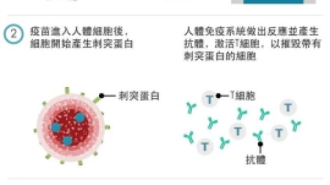 单纯疱疹病毒2型疫苗的研究进展