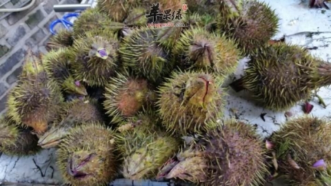 一起来看看孕妇可以食用芡实吗