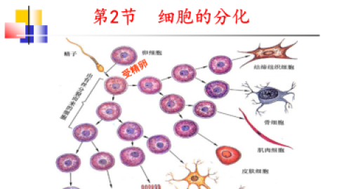 NK细胞的程序性扩增及功能鉴定