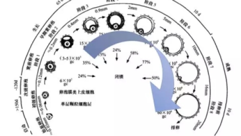 试管婴儿前，为何要检查窦卵泡数目？
