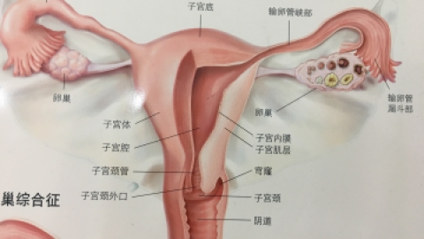 一.卵巢窦卵泡是什么意思