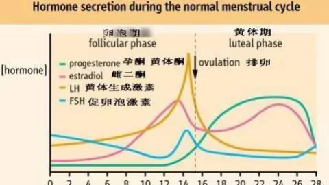 黄体期长短与生育力有啥关系？