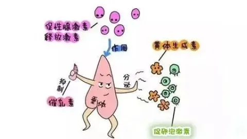 女性垂体泌乳素偏高是怎么回事啊