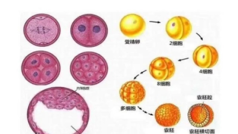 试管婴儿养囊优势解析：囊胚移植如何提升成功率
