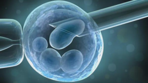 提升胚胎质量的五大必需营养素，助力试管婴儿成功