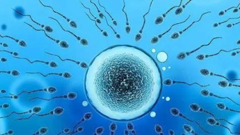 试管婴儿中男性养精蓄锐的关键要素与精子质量解析